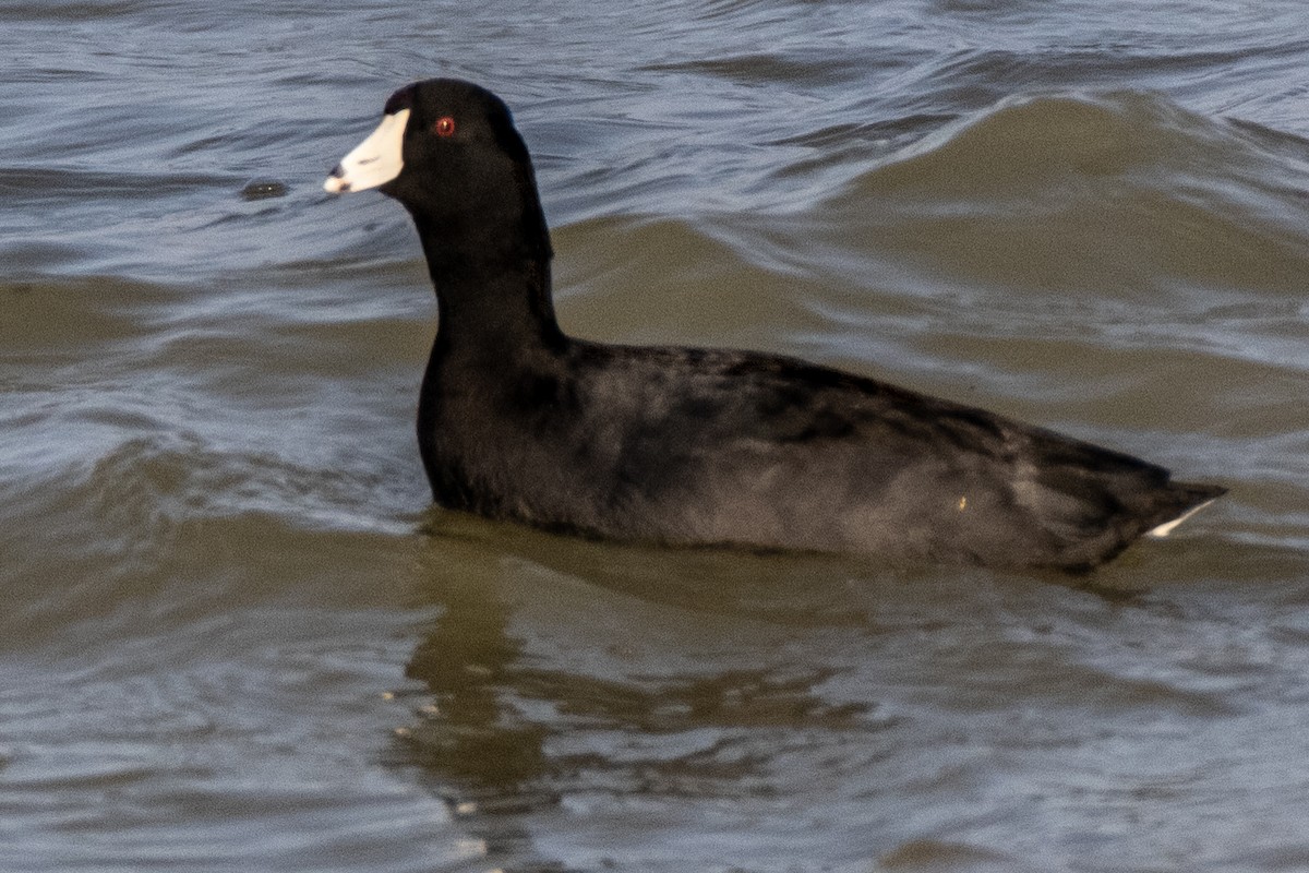American Coot - ML630495359