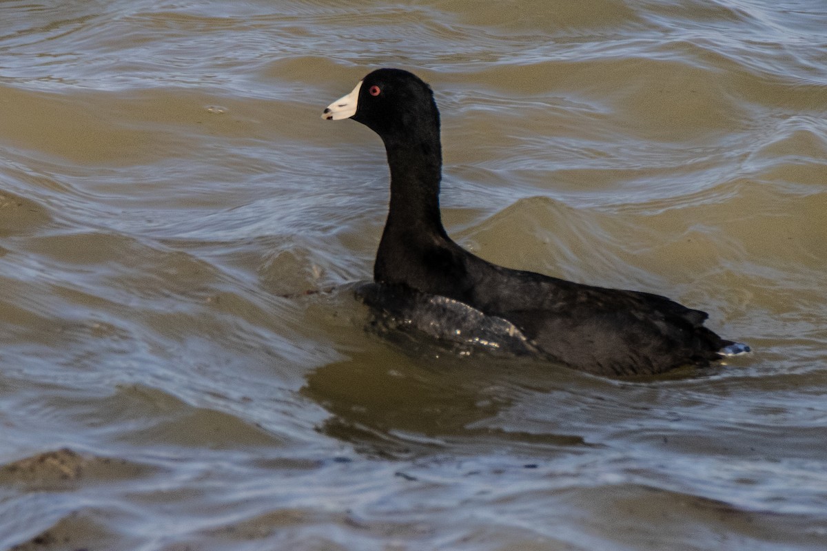 American Coot - ML630495361