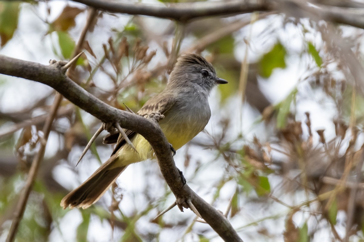 Northern Scrub-Flycatcher - ML630495424