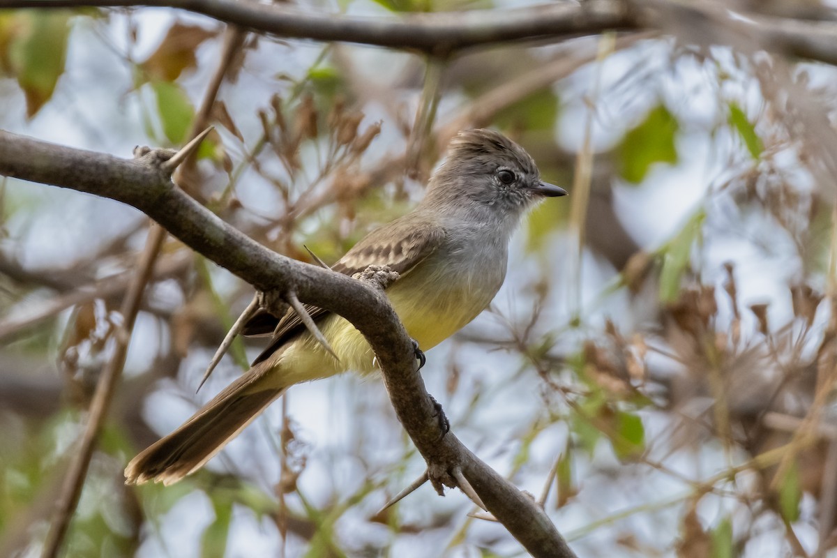 Northern Scrub-Flycatcher - ML630495425