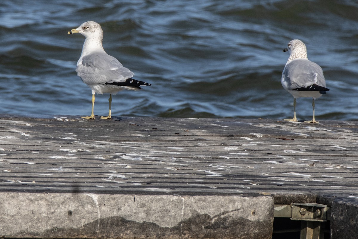 Ring-billed Gull - ML630495449