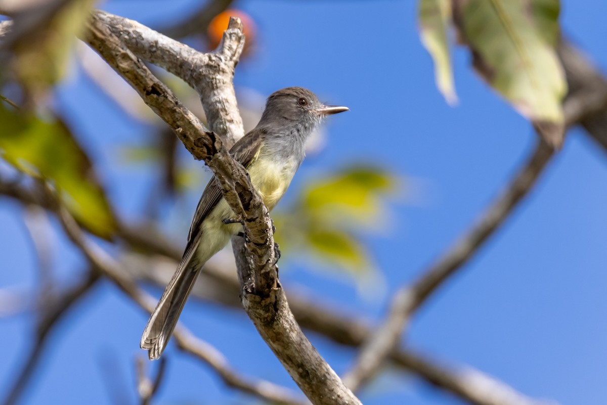 Panama Flycatcher - ML630495461