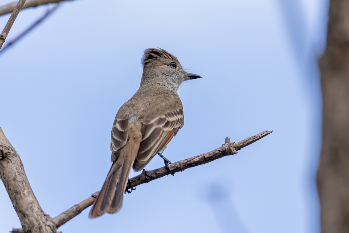 Brown-crested Flycatcher - ML630495470