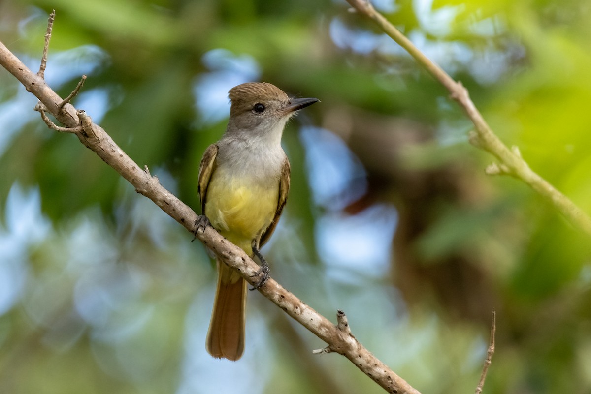 Brown-crested Flycatcher - ML630495471