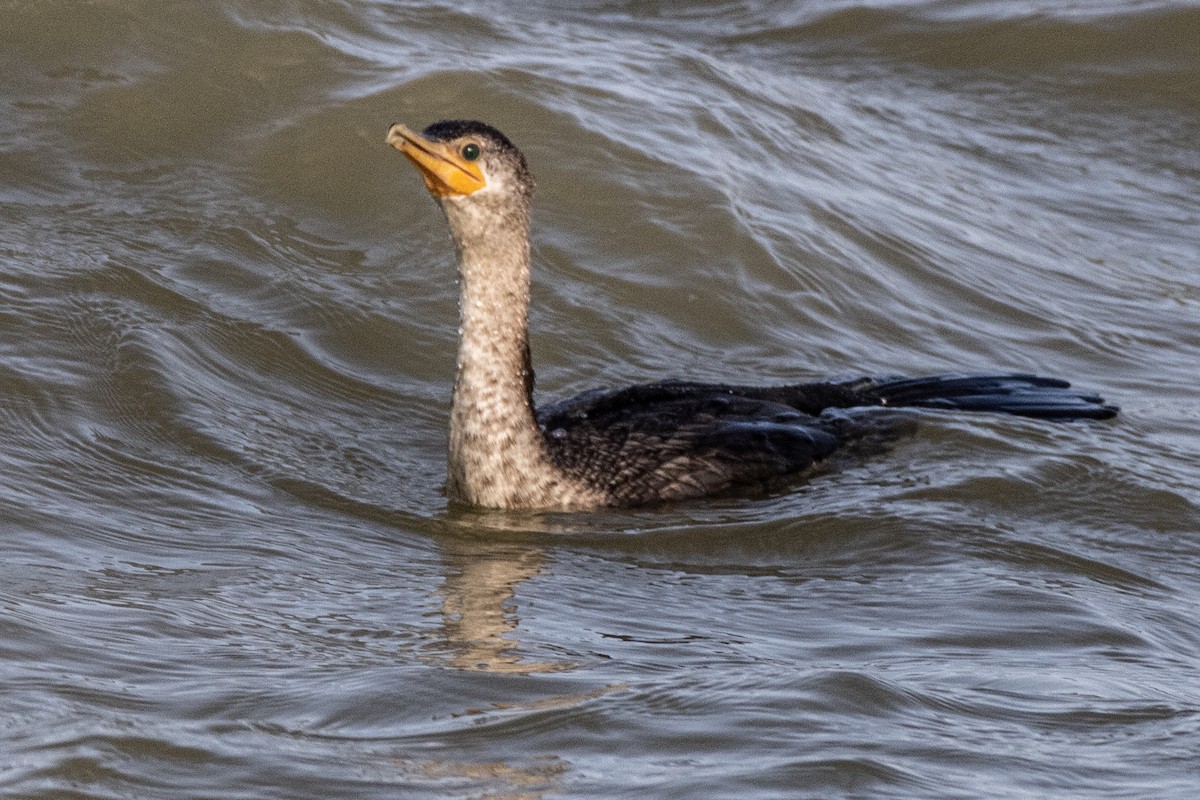 Double-crested Cormorant - ML630495475