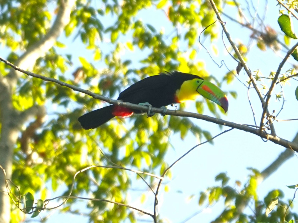 Keel-billed Toucan - ML630495537