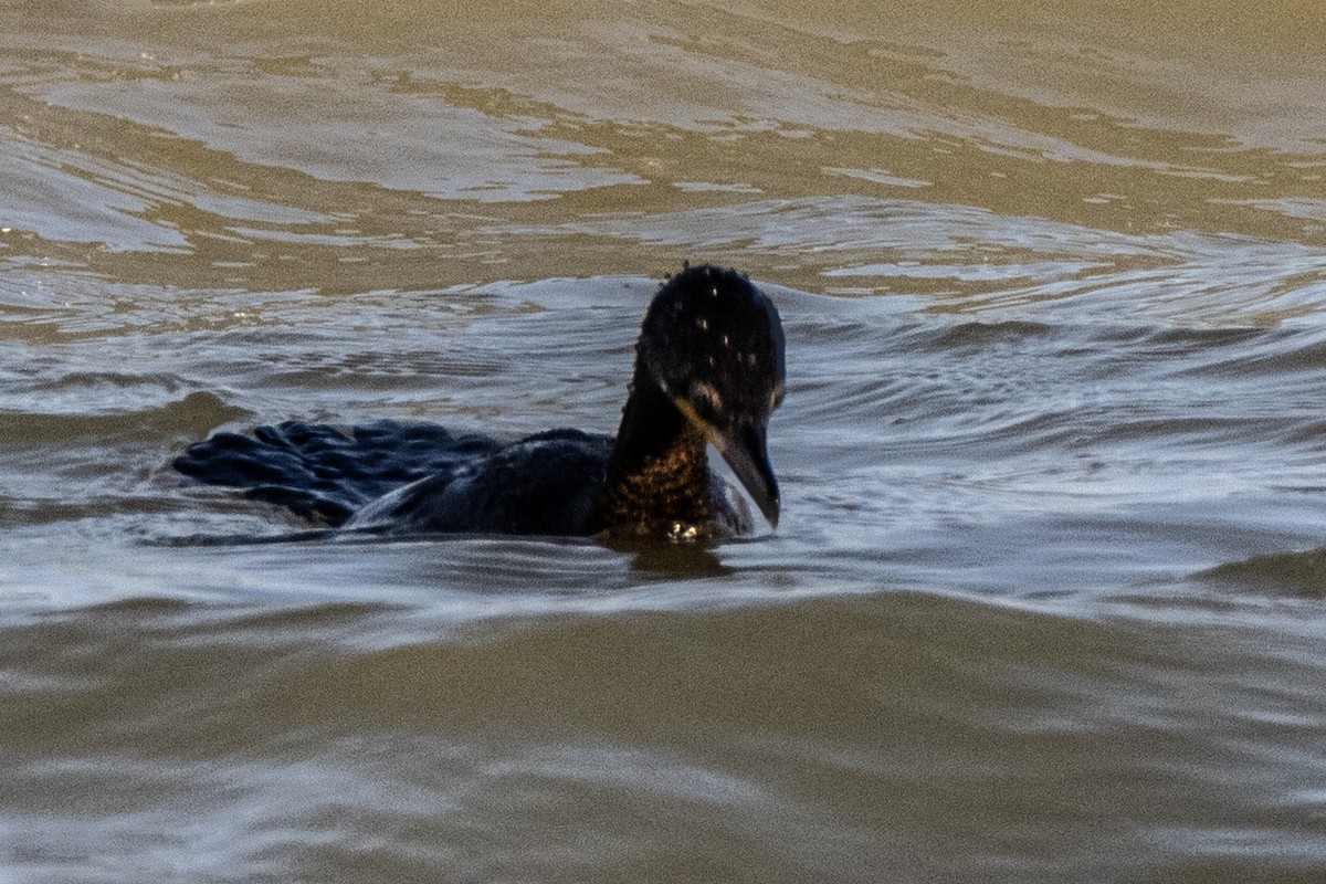 Double-crested Cormorant - ML630495550