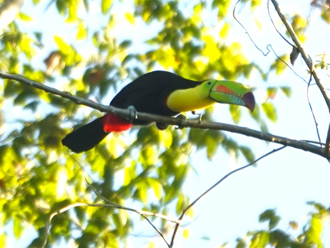 Keel-billed Toucan - ML630495551