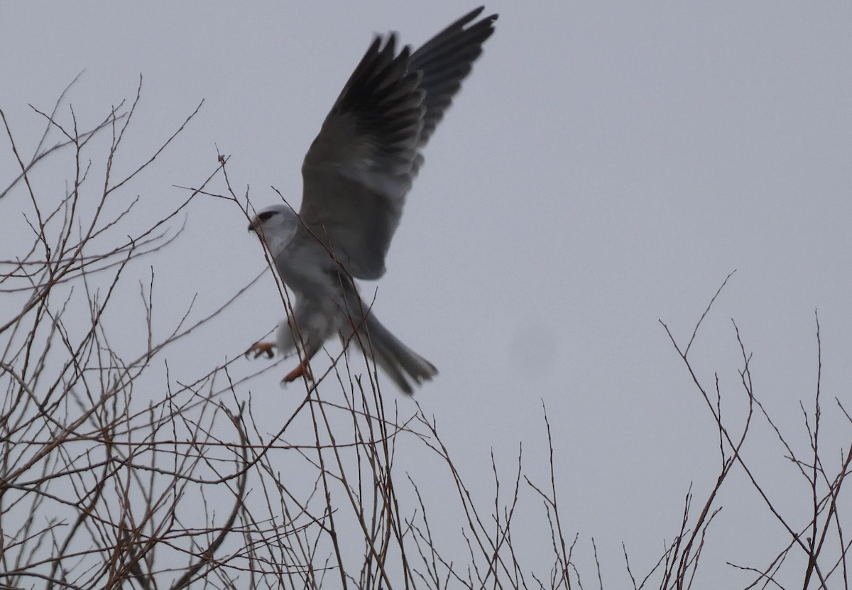 Black-winged Kite - ML630495588