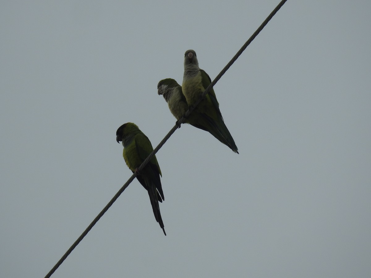 Nanday Parakeet - ML630495593