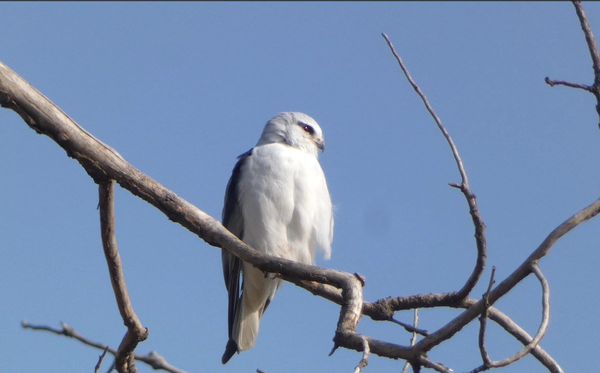 Black-winged Kite - ML630495697