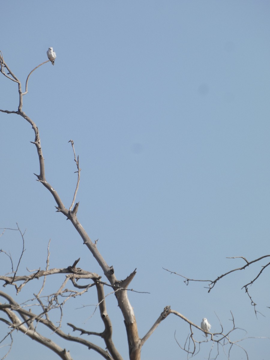 Black-winged Kite - ML630495728