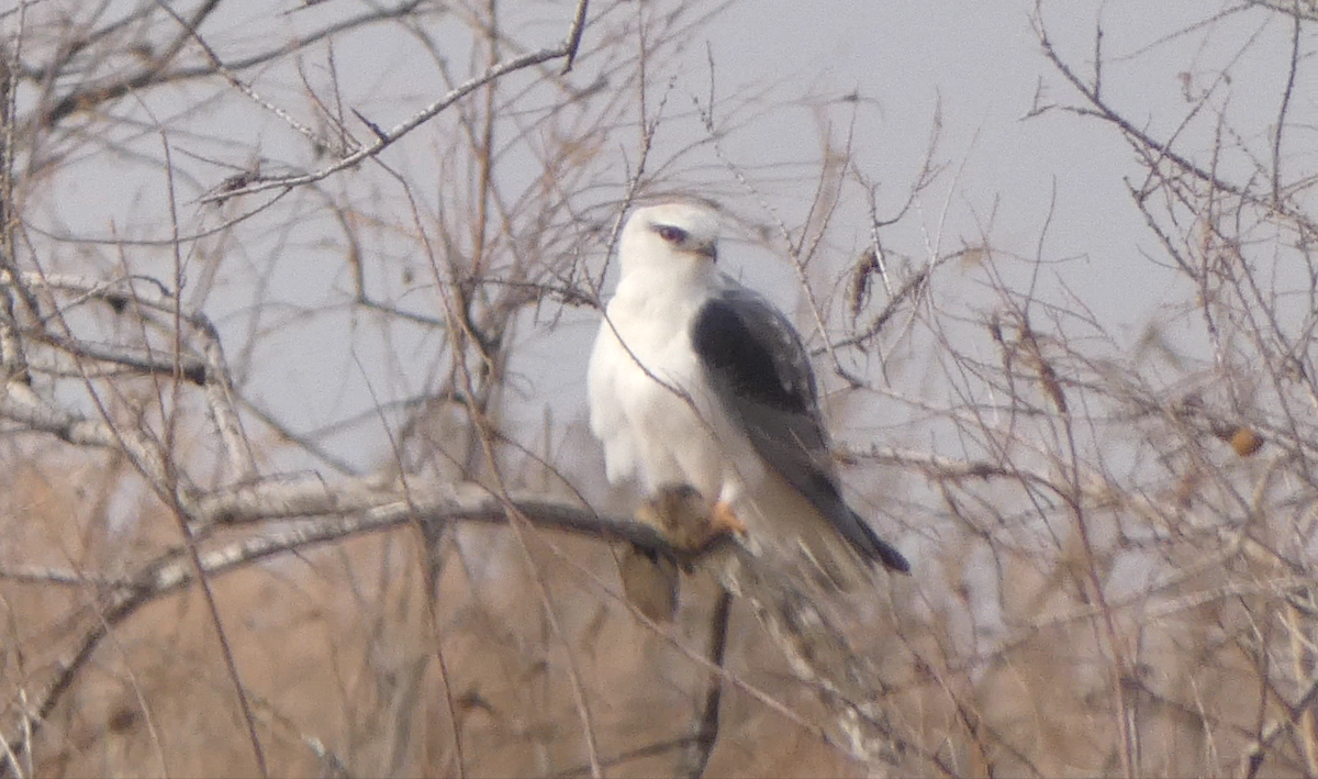 Black-winged Kite - ML630495794