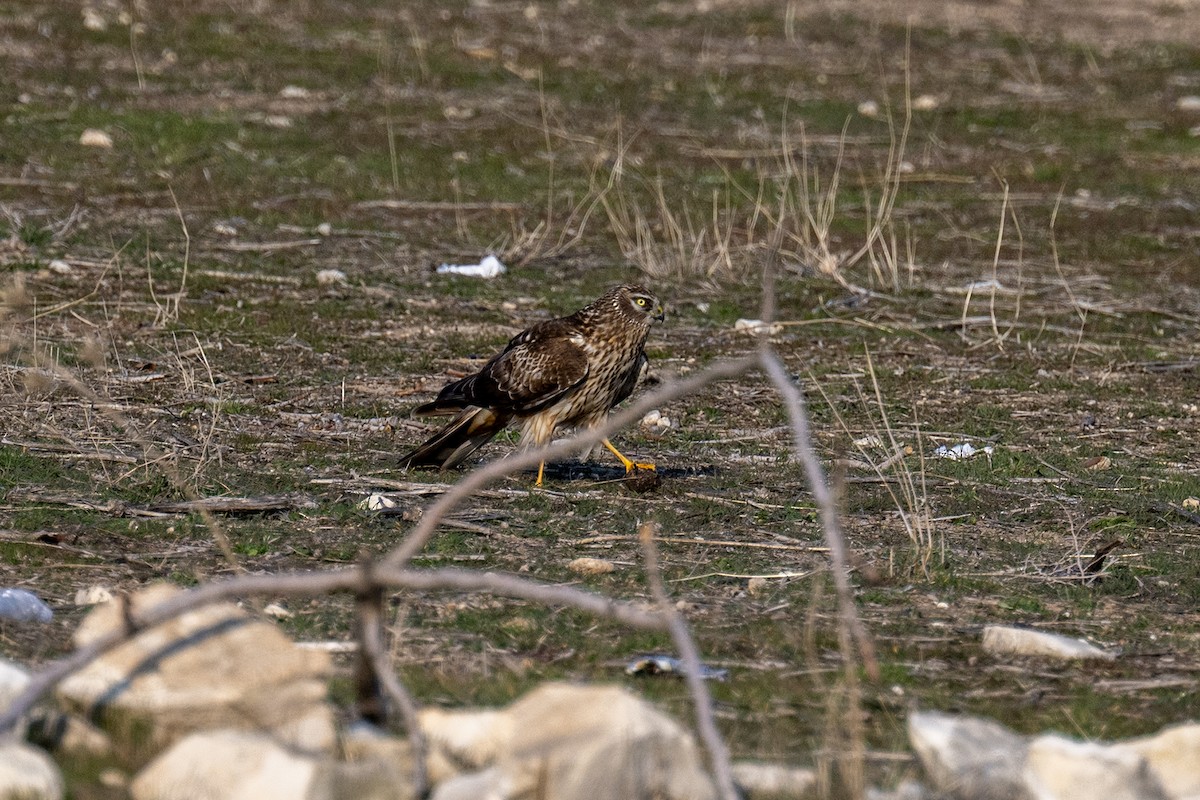 Hen Harrier - ML630495814