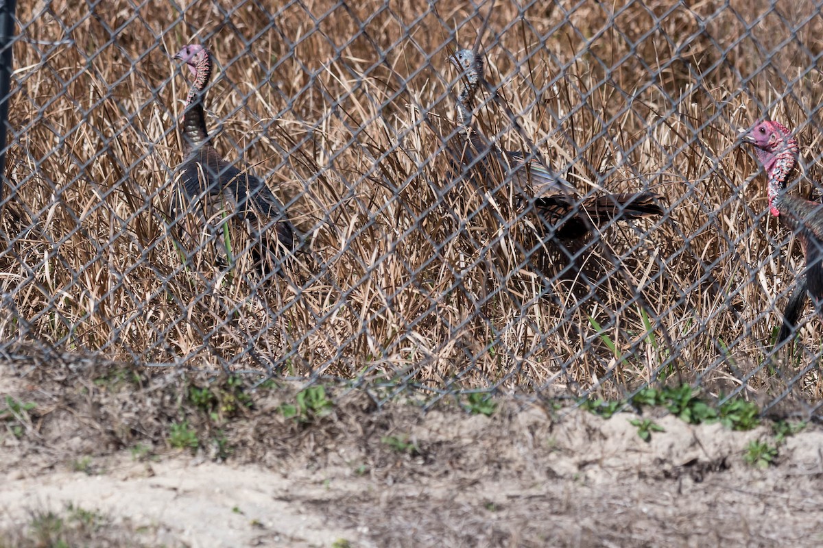 Wild Turkey - ML630495846