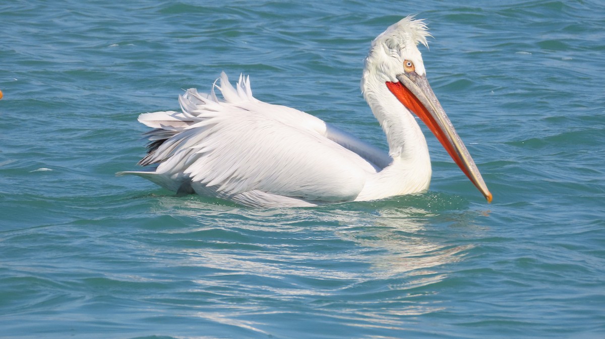 Dalmatian Pelican - ML630495879