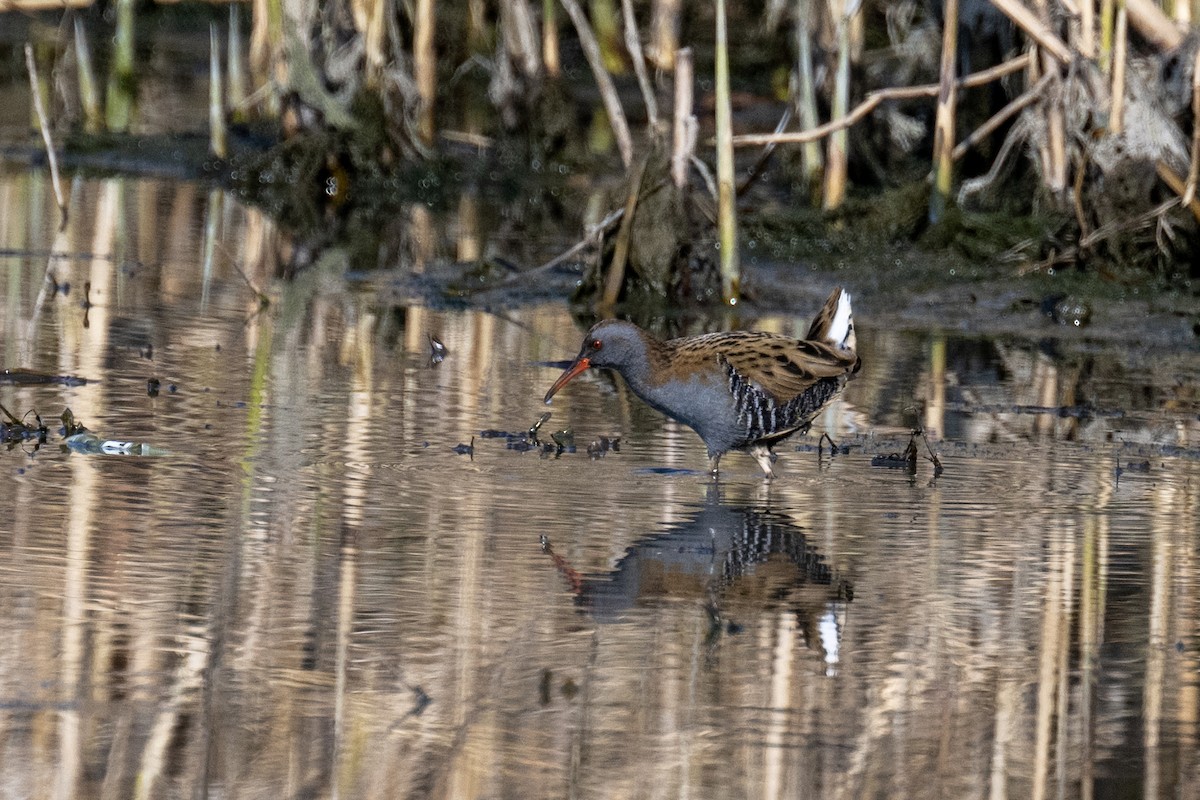 Water Rail - ML630495908