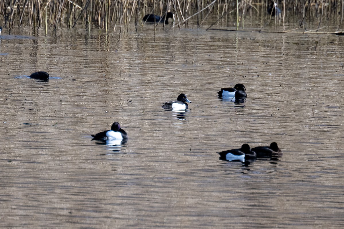 Tufted Duck - ML630496009