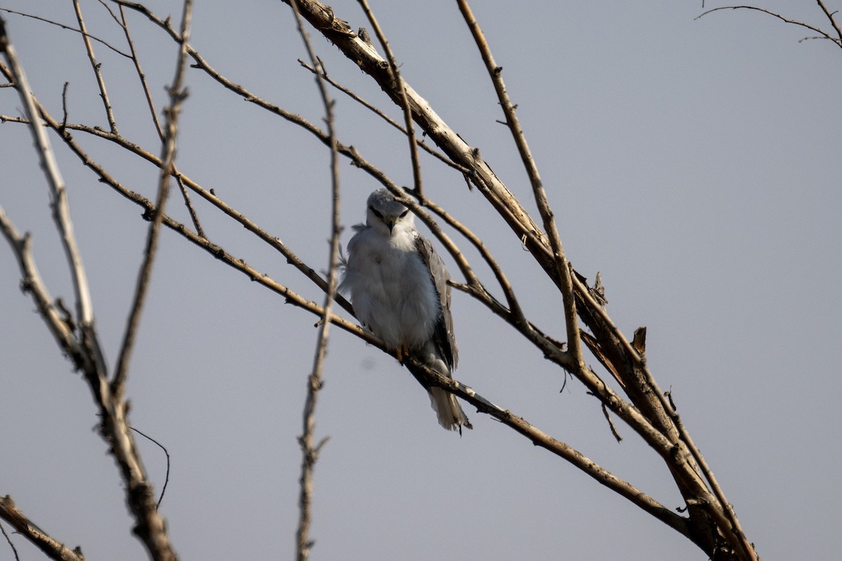 Black-winged Kite - ML630496057