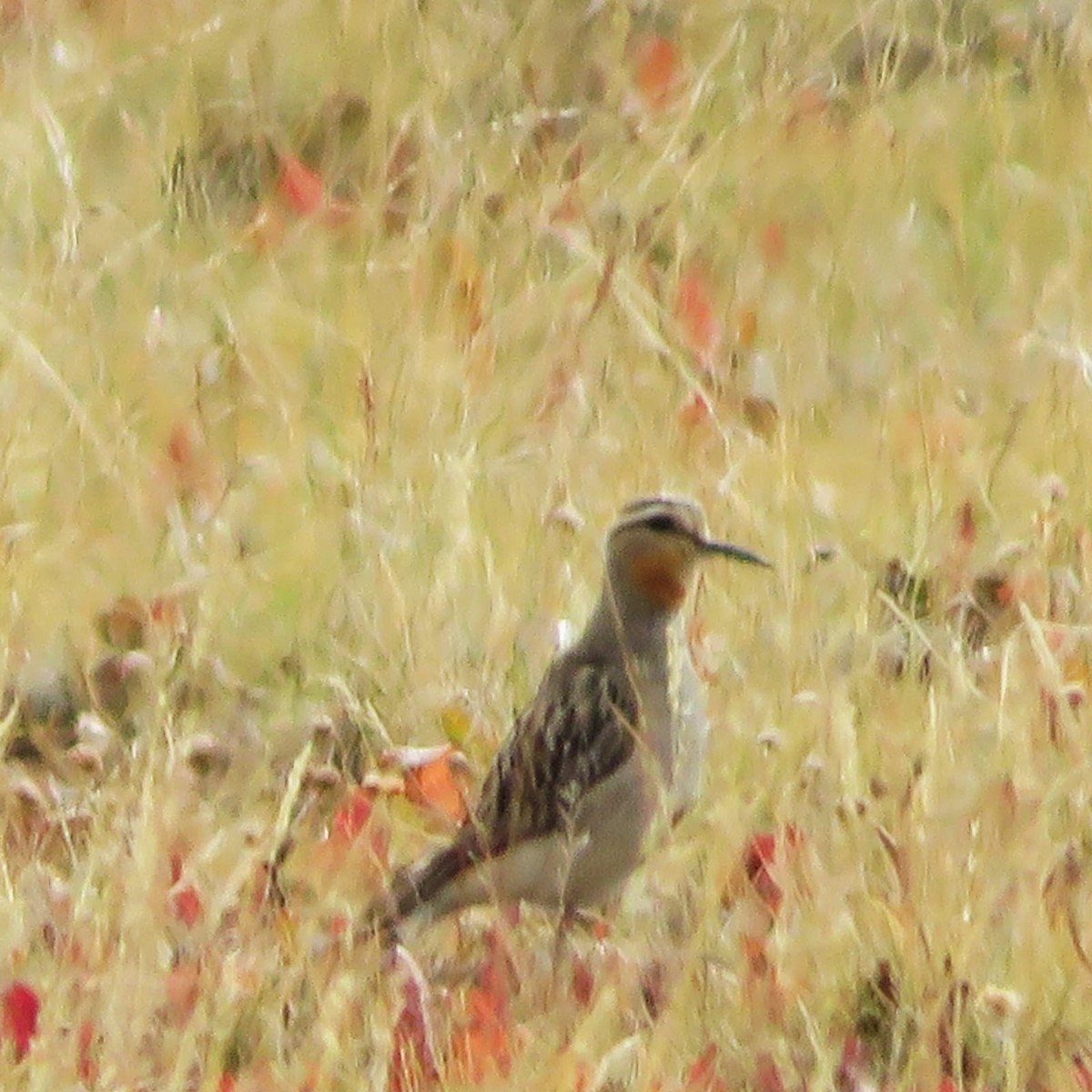 Tawny-throated Dotterel - ML630496060