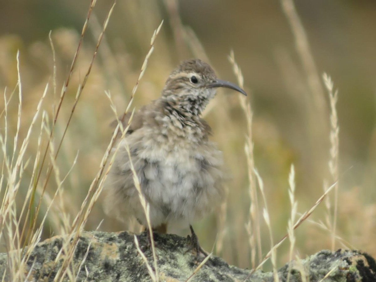 Scale-throated Earthcreeper - ML630496090