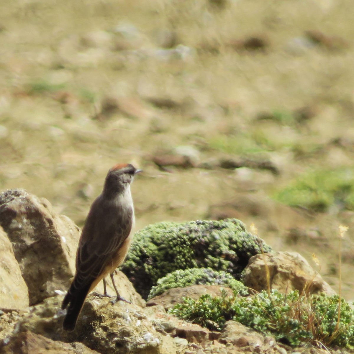 Cinnamon-bellied Ground-Tyrant - ML630496095