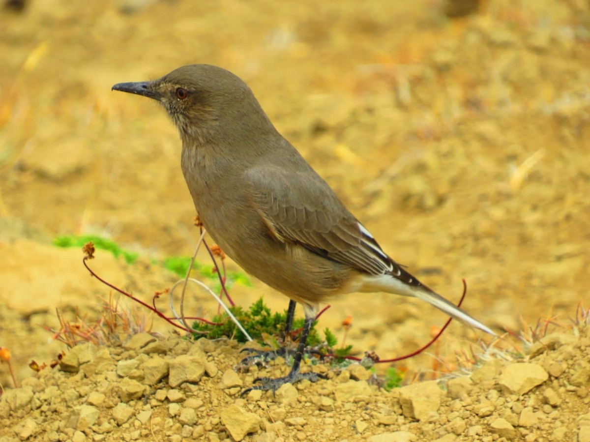 Black-billed Shrike-Tyrant - ML630496100