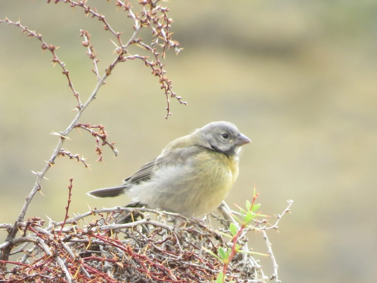 Yellow-bridled Finch - ML630496109