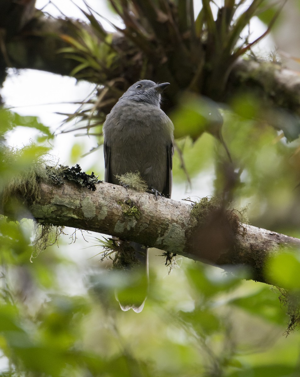 Dusky Piha - ML630496275