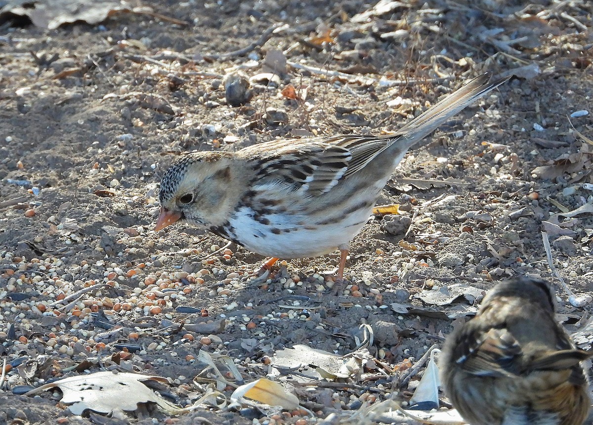 Harris's Sparrow - ML630496403