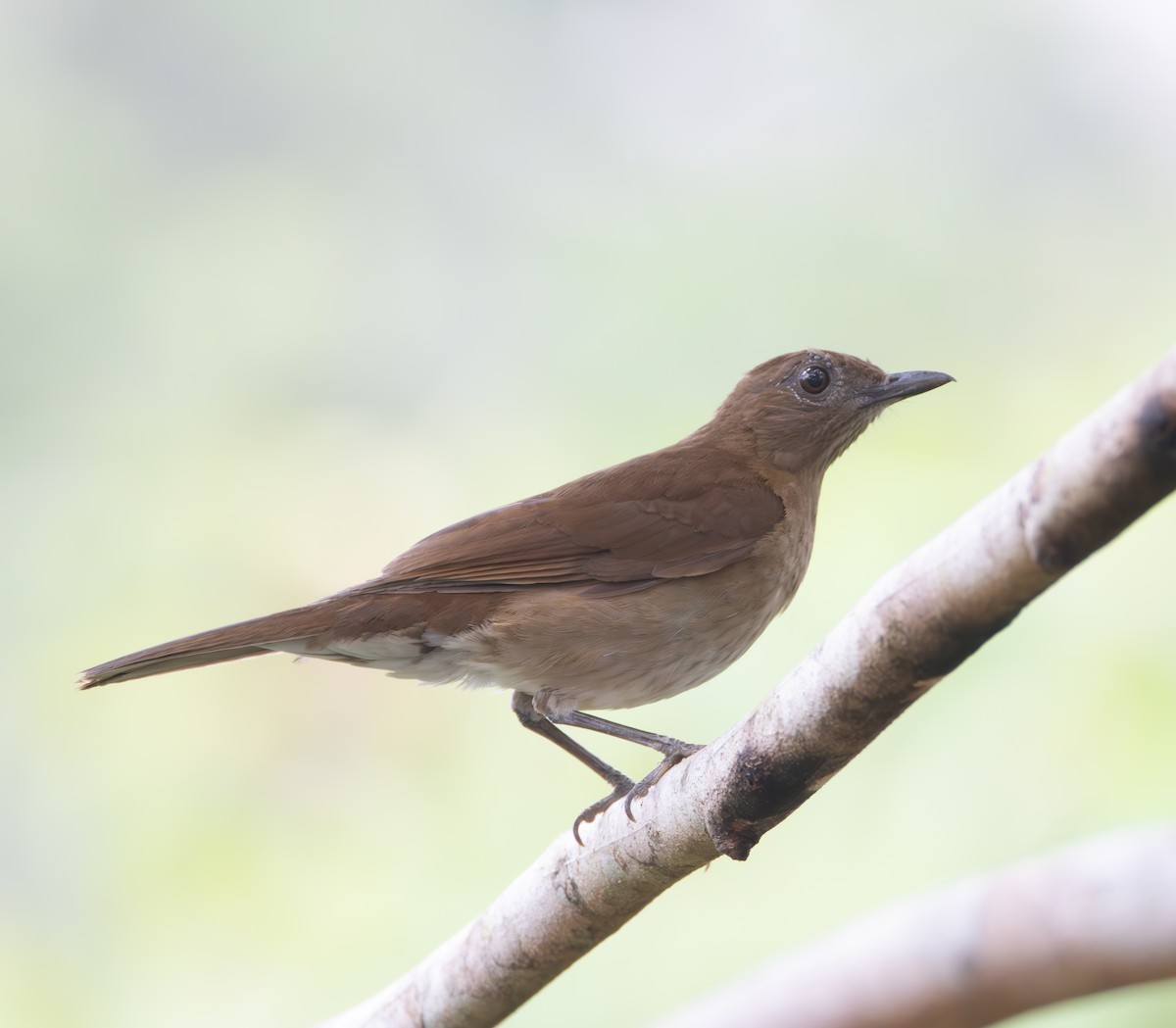 Hauxwell's Thrush - ML630496470