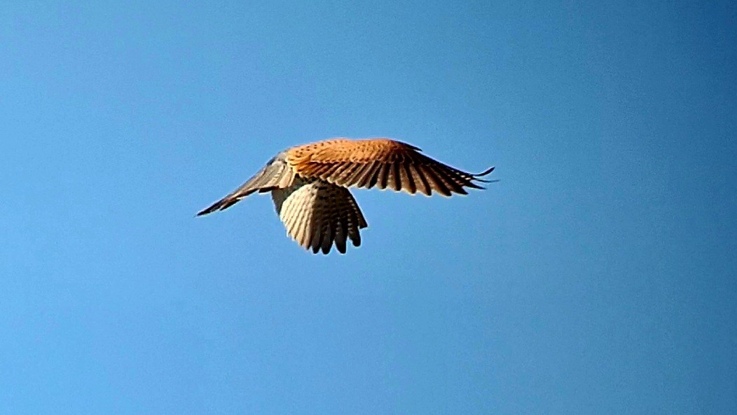 Eurasian Kestrel - ML630496512