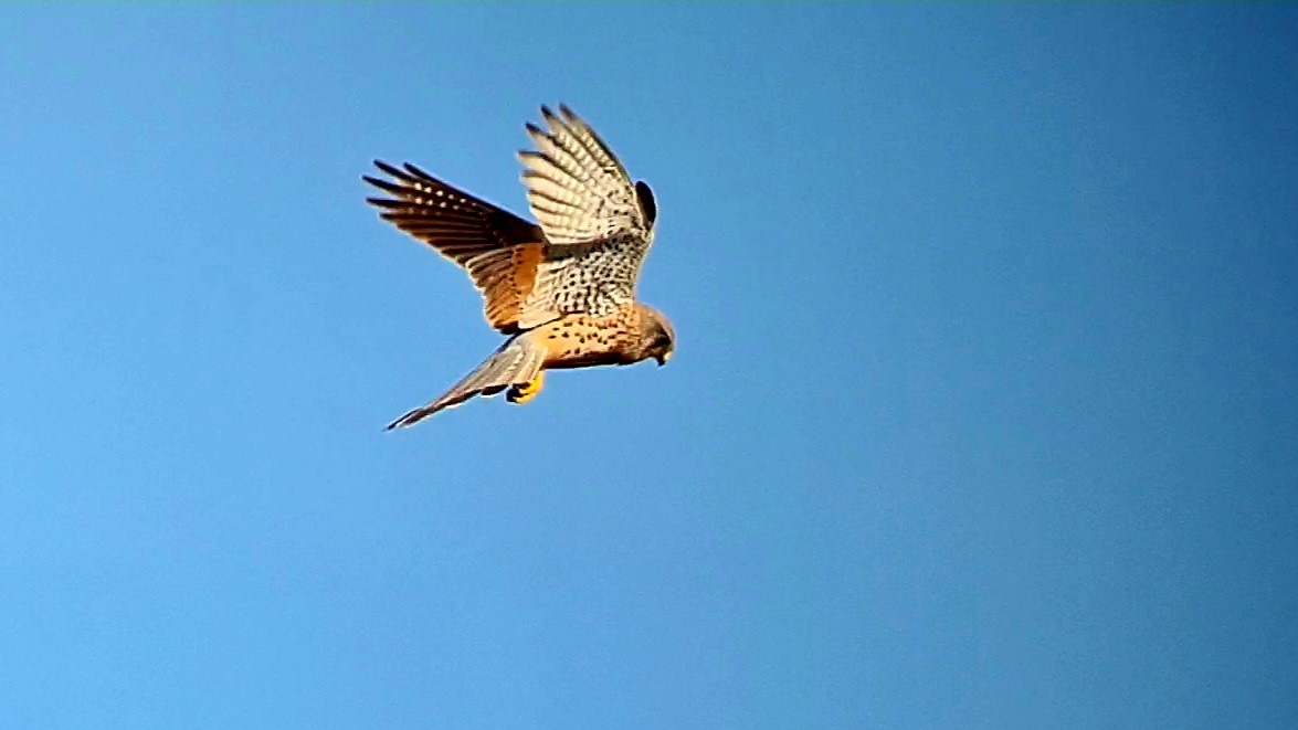 Eurasian Kestrel - ML630496513