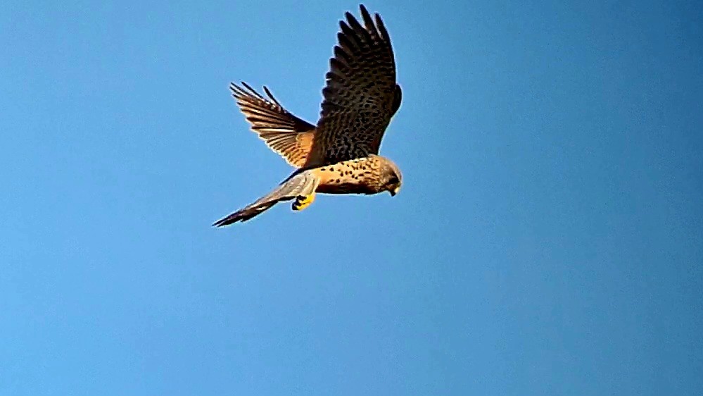 Eurasian Kestrel - ML630496514