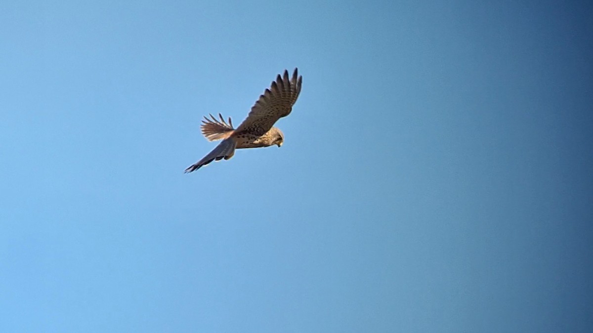 Eurasian Kestrel - ML630496515