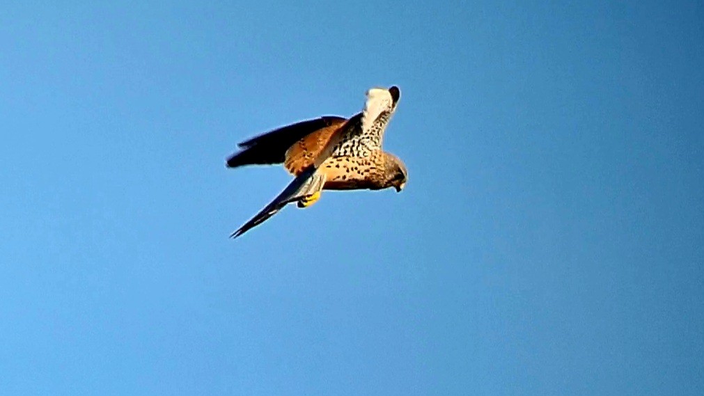Eurasian Kestrel - ML630496516