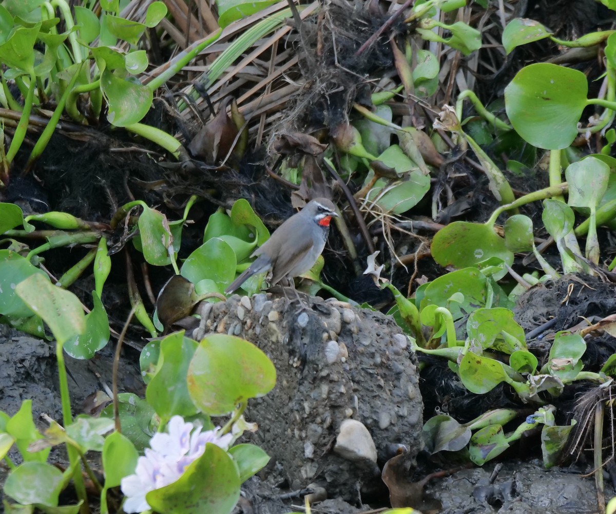 Himalayan/Chinese Rubythroat (White-tailed Rubythroat) - ML630496678