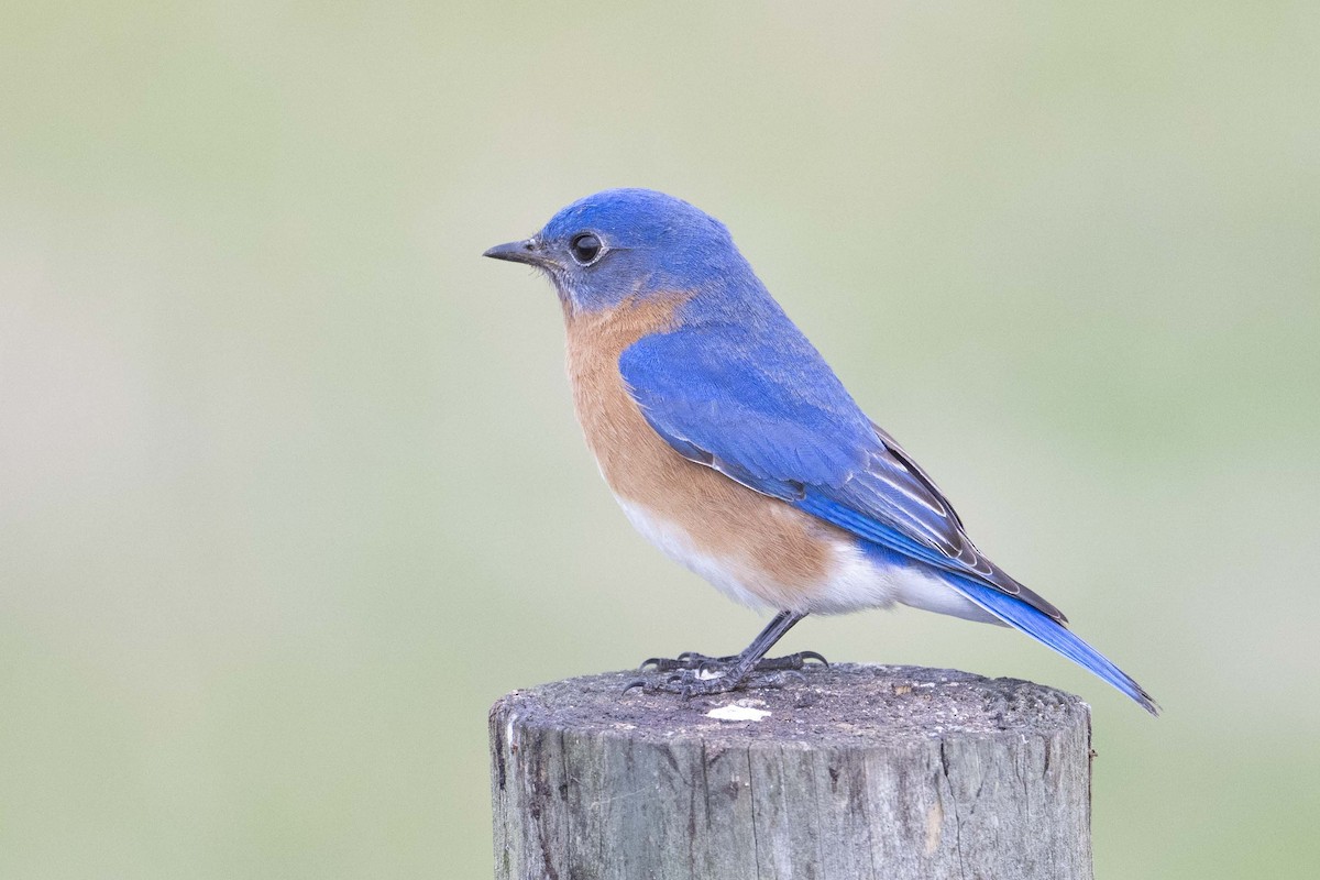Eastern Bluebird - ML630496695