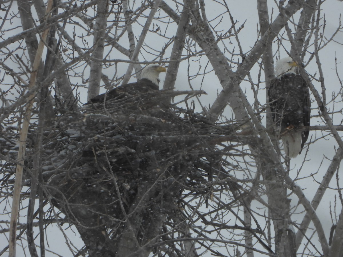 Bald Eagle - Kathy Tucker