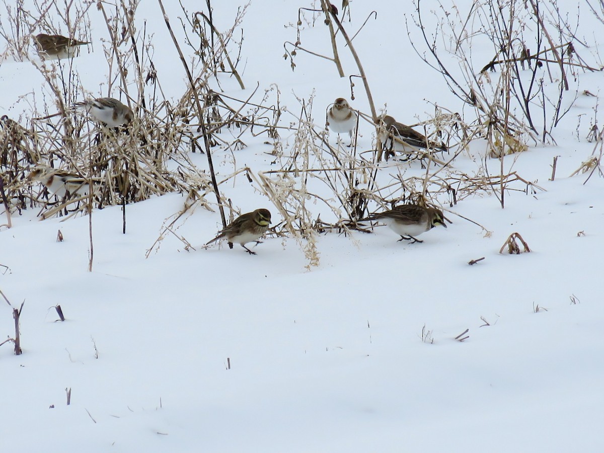 Horned Lark - ML630496884