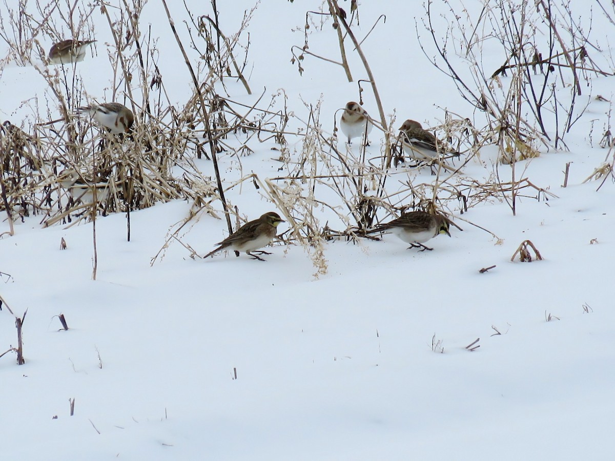 Horned Lark - ML630496885