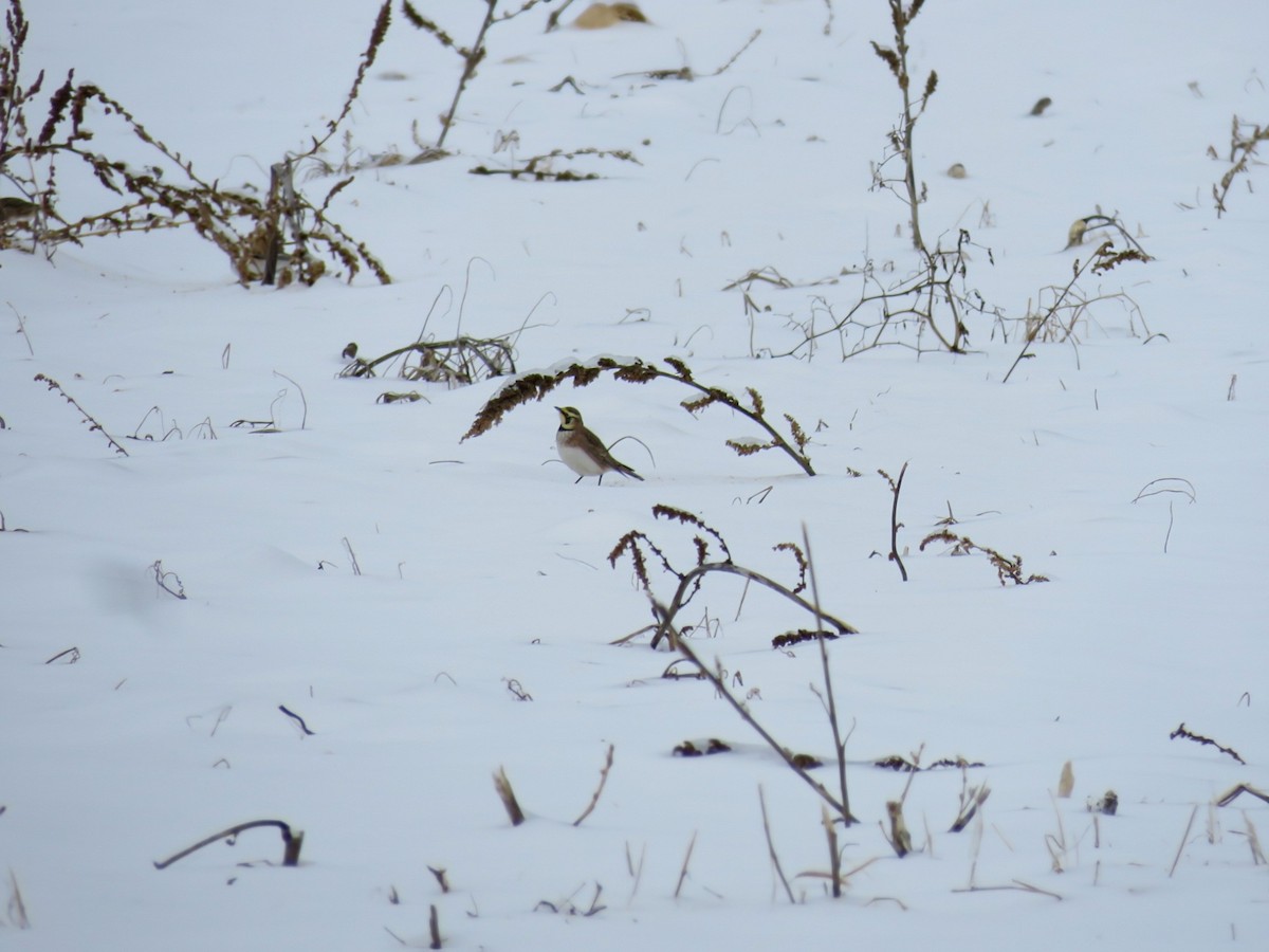 Horned Lark - ML630496891