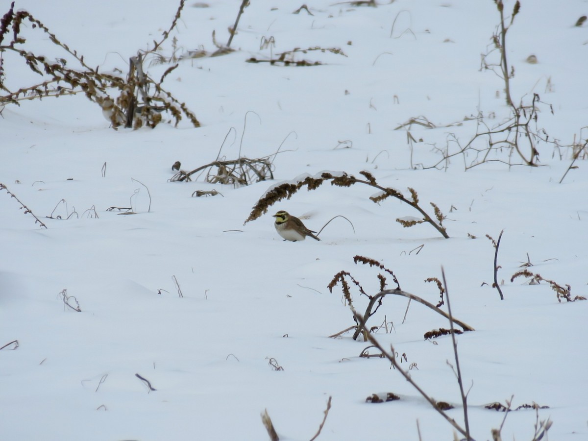 Horned Lark - ML630496892