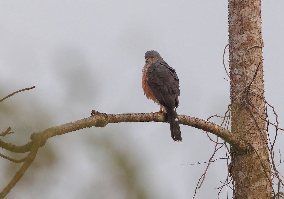 African Goshawk - ML630496929