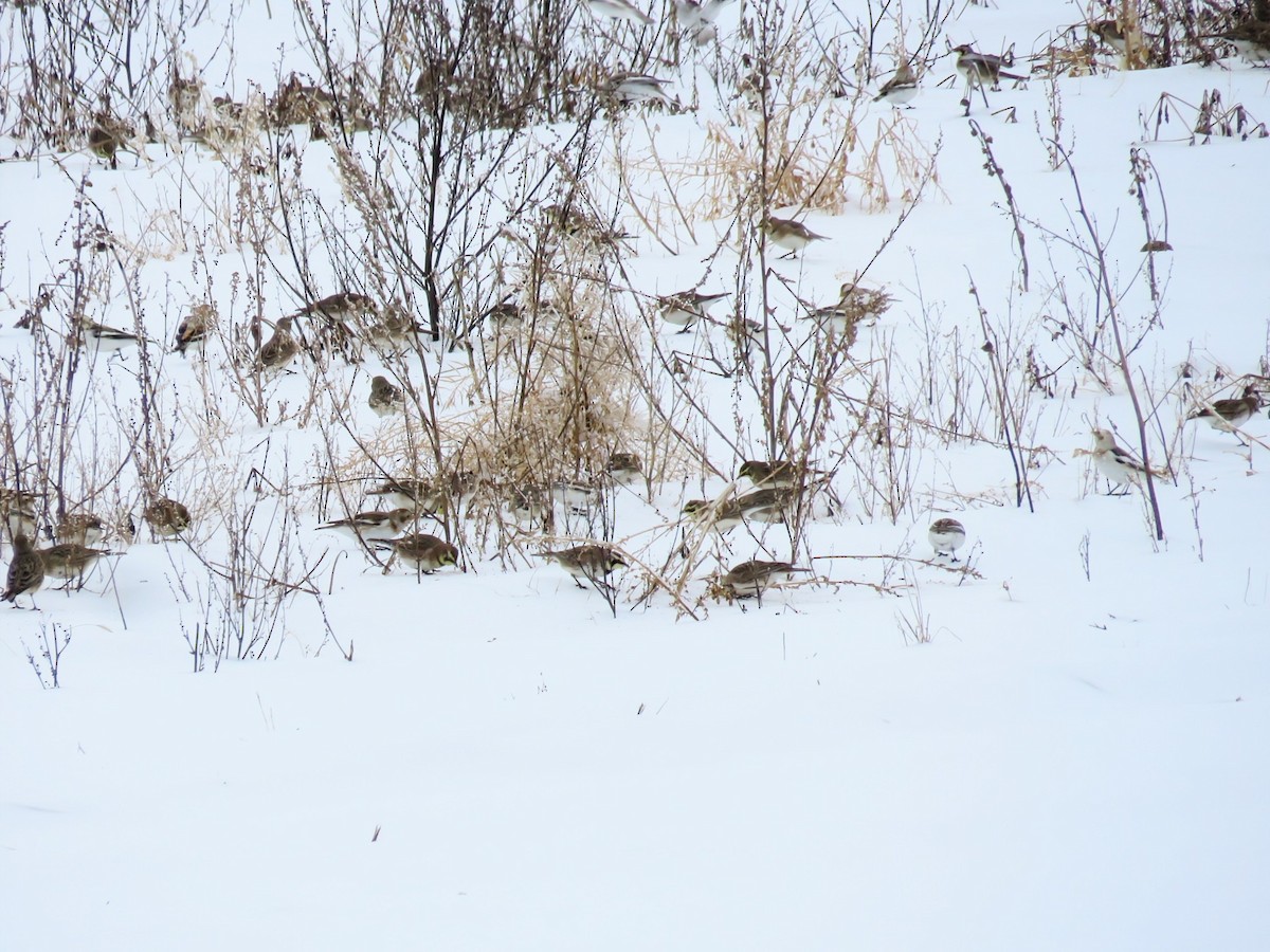 Horned Lark - ML630496935