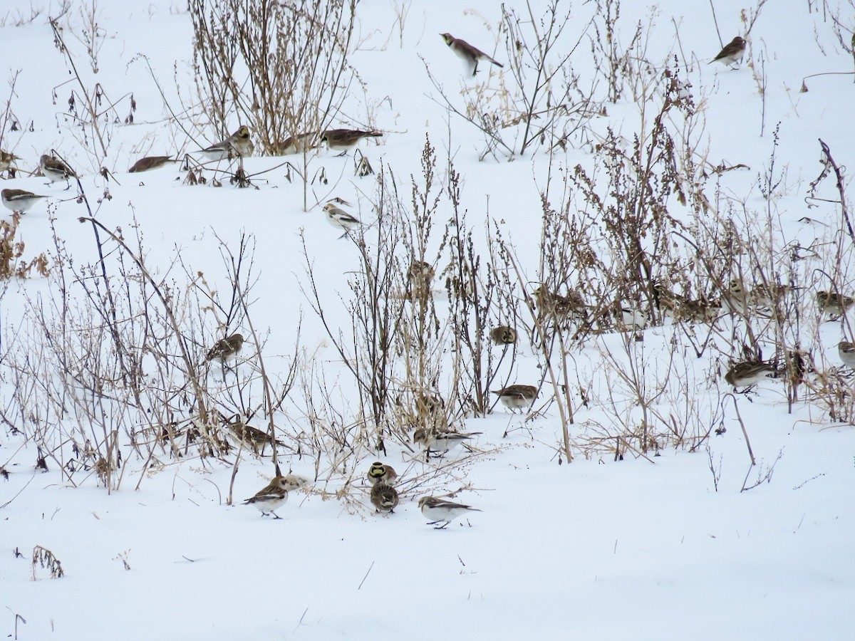 Horned Lark - ML630496936