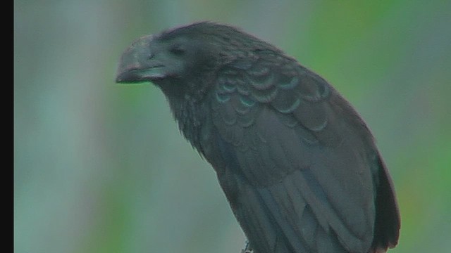 Smooth-billed Ani - ML630496945