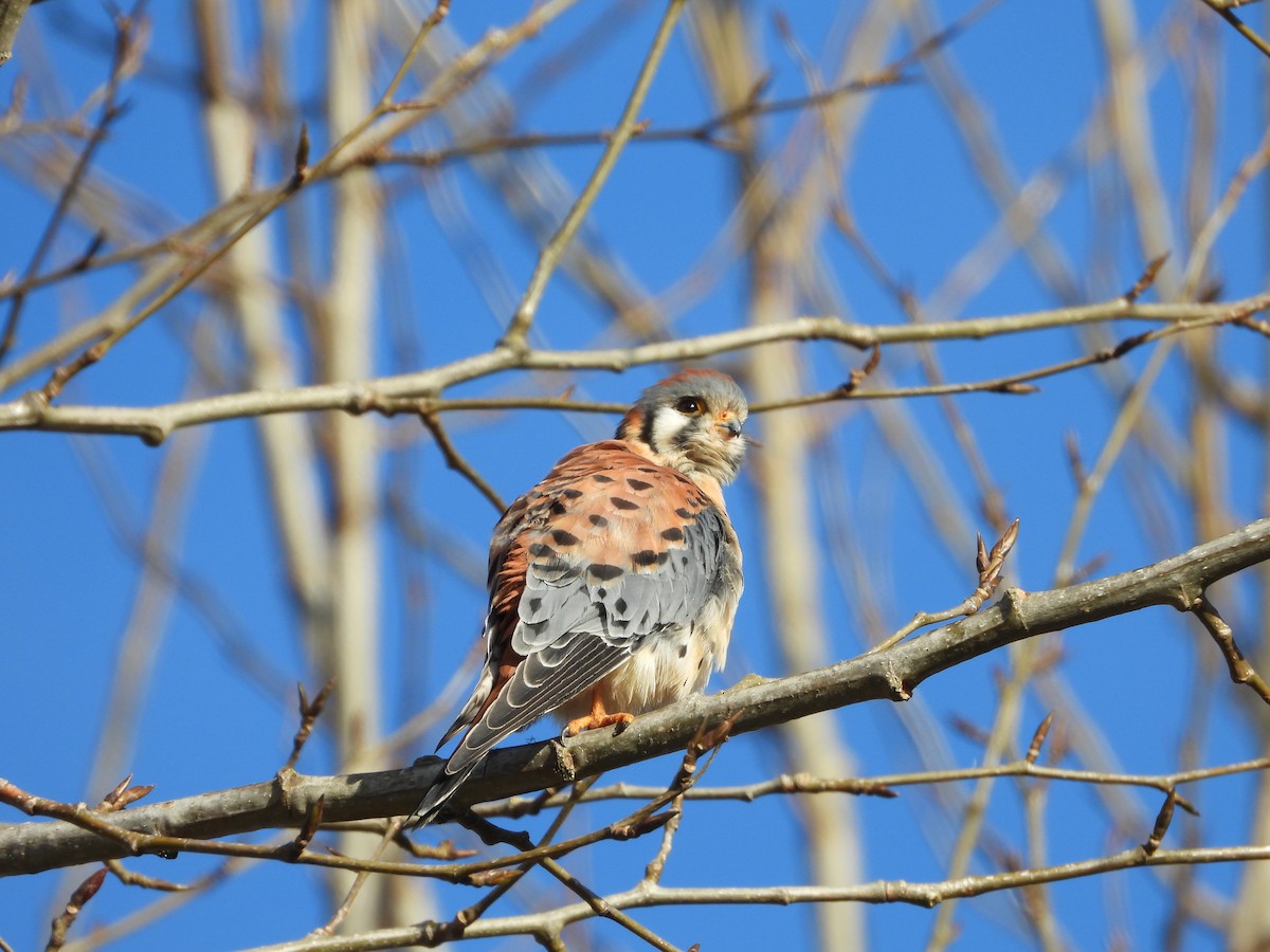American Kestrel - ML630497018