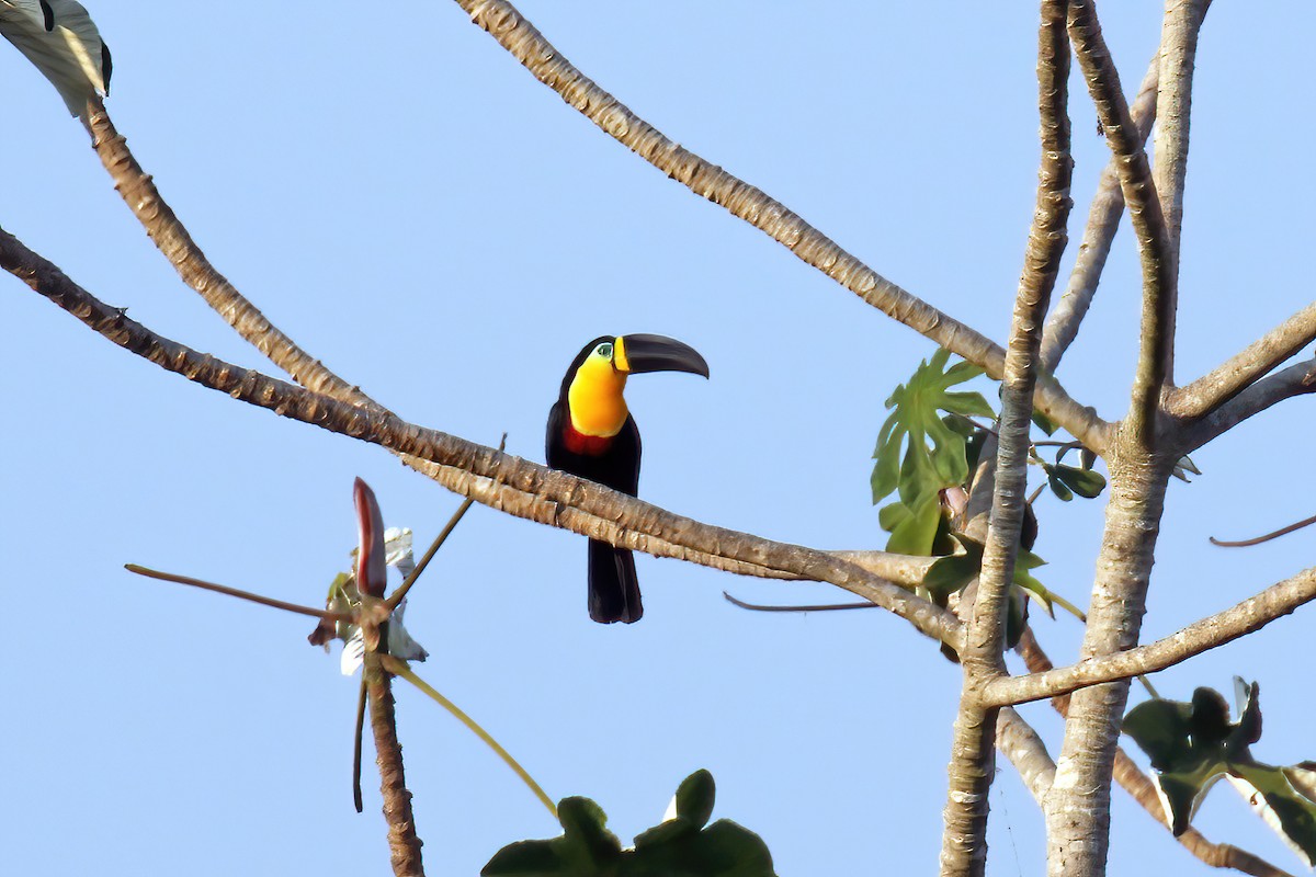 Channel-billed Toucan (Yellow-ridged) - ML630497095