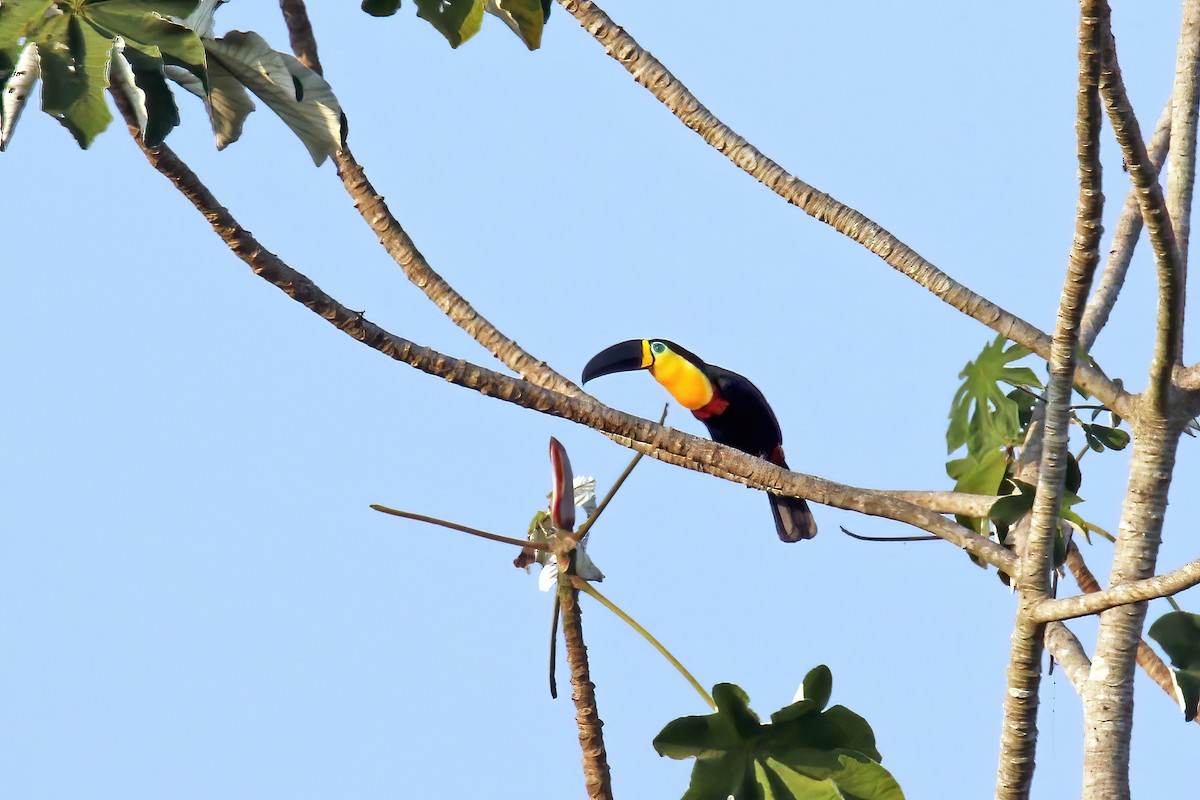 Channel-billed Toucan (Yellow-ridged) - ML630497096